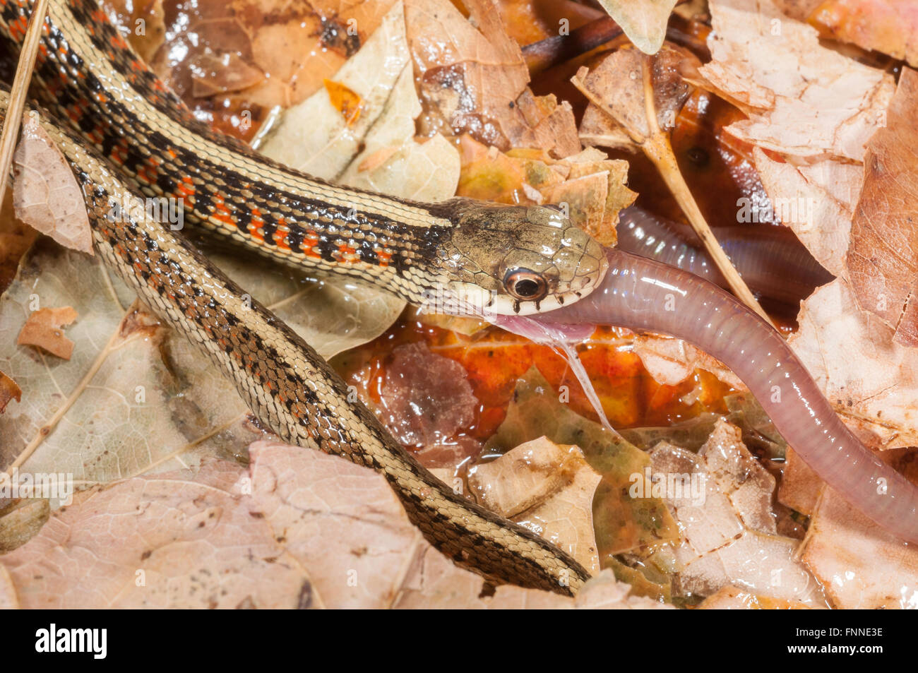 Red-sided garter snake, Thamnophis sirtalis parietalis; native to North and Central America, feeding on earthworm Stock Photo