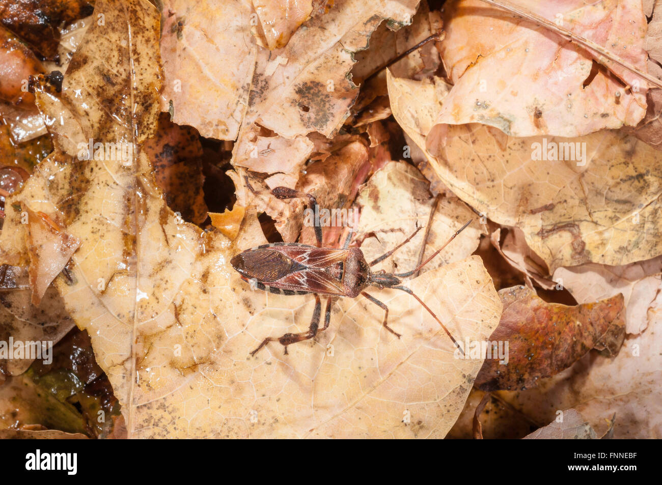 Western conifer seed bug, Leptoglossus occidentalis; native to western USA Stock Photo