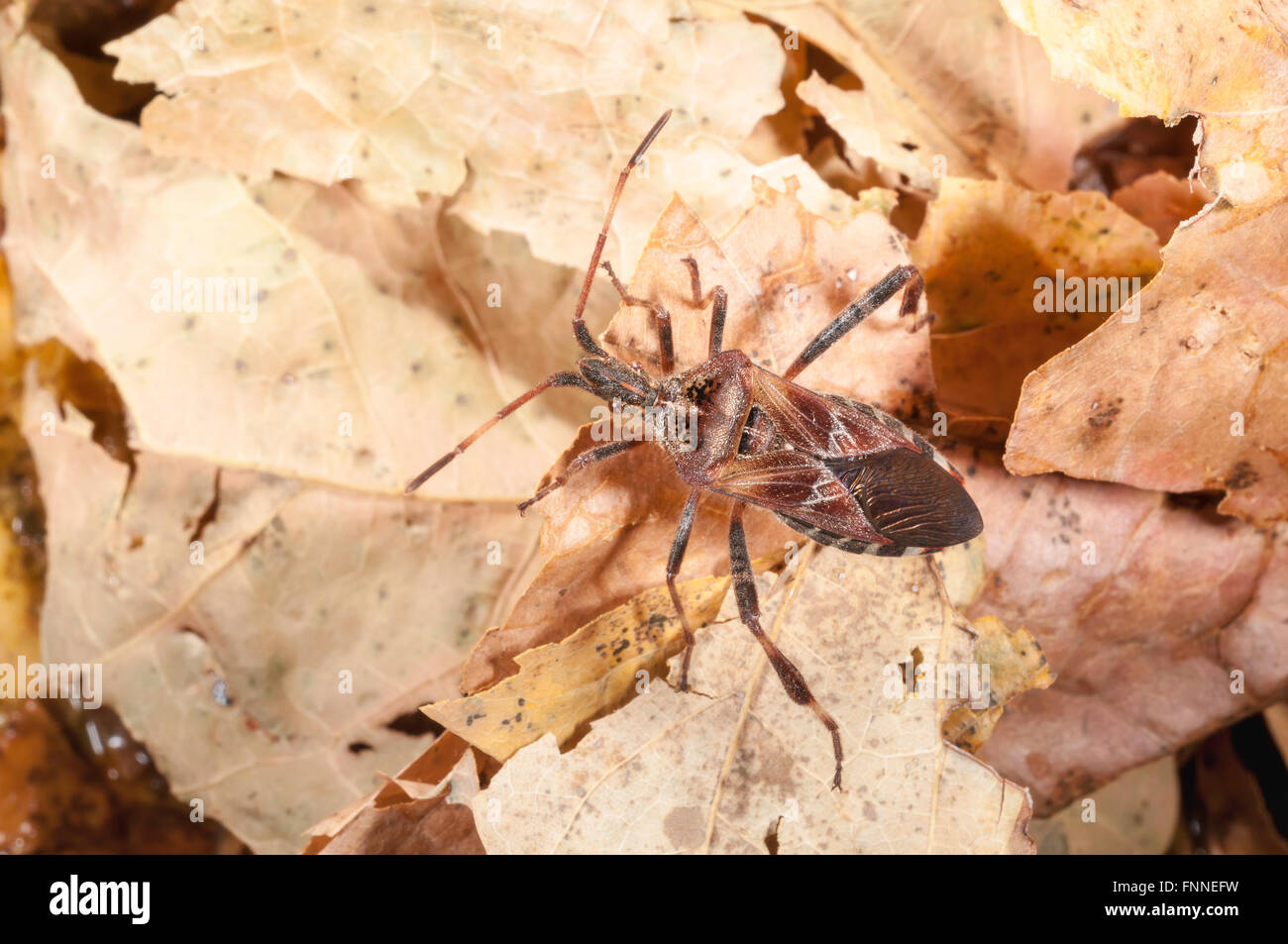 Western conifer seed bug, Leptoglossus occidentalis; native to western USA Stock Photo