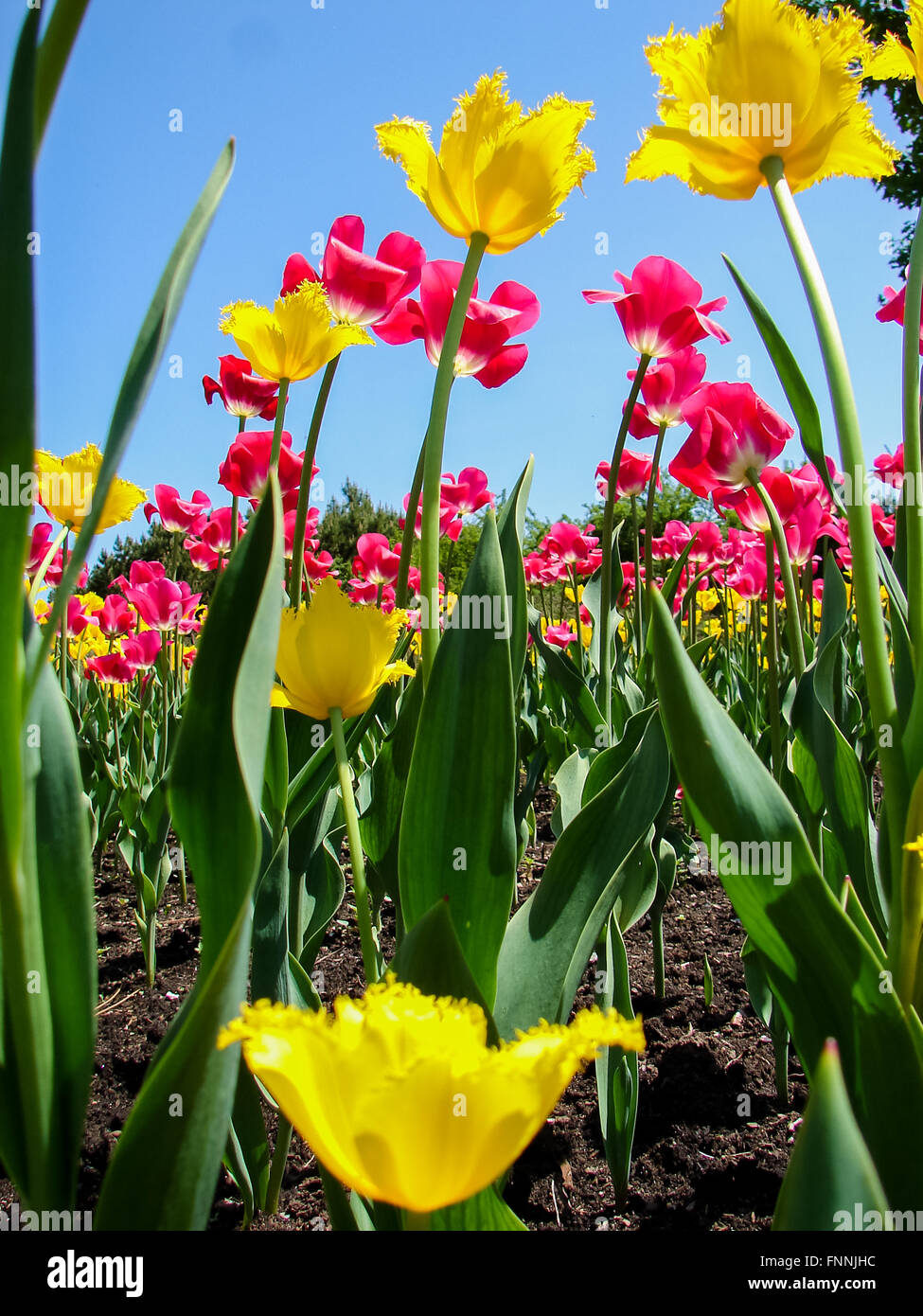 Bug’s eye view of tulip bed at Ottawa Tulip Festival Stock Photo - Alamy