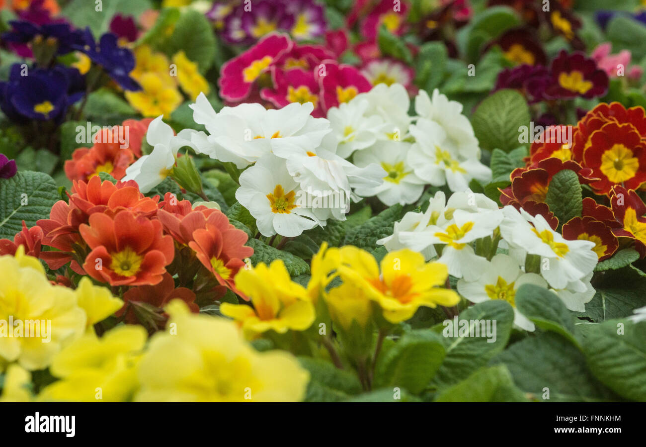primroses  Primula vulgaris Stock Photo