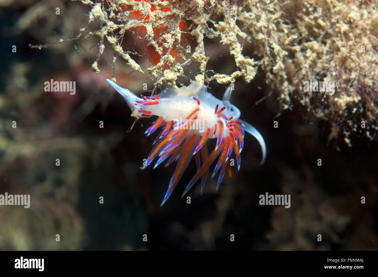 a small purple invertebrate slips on the seabed Stock Photo