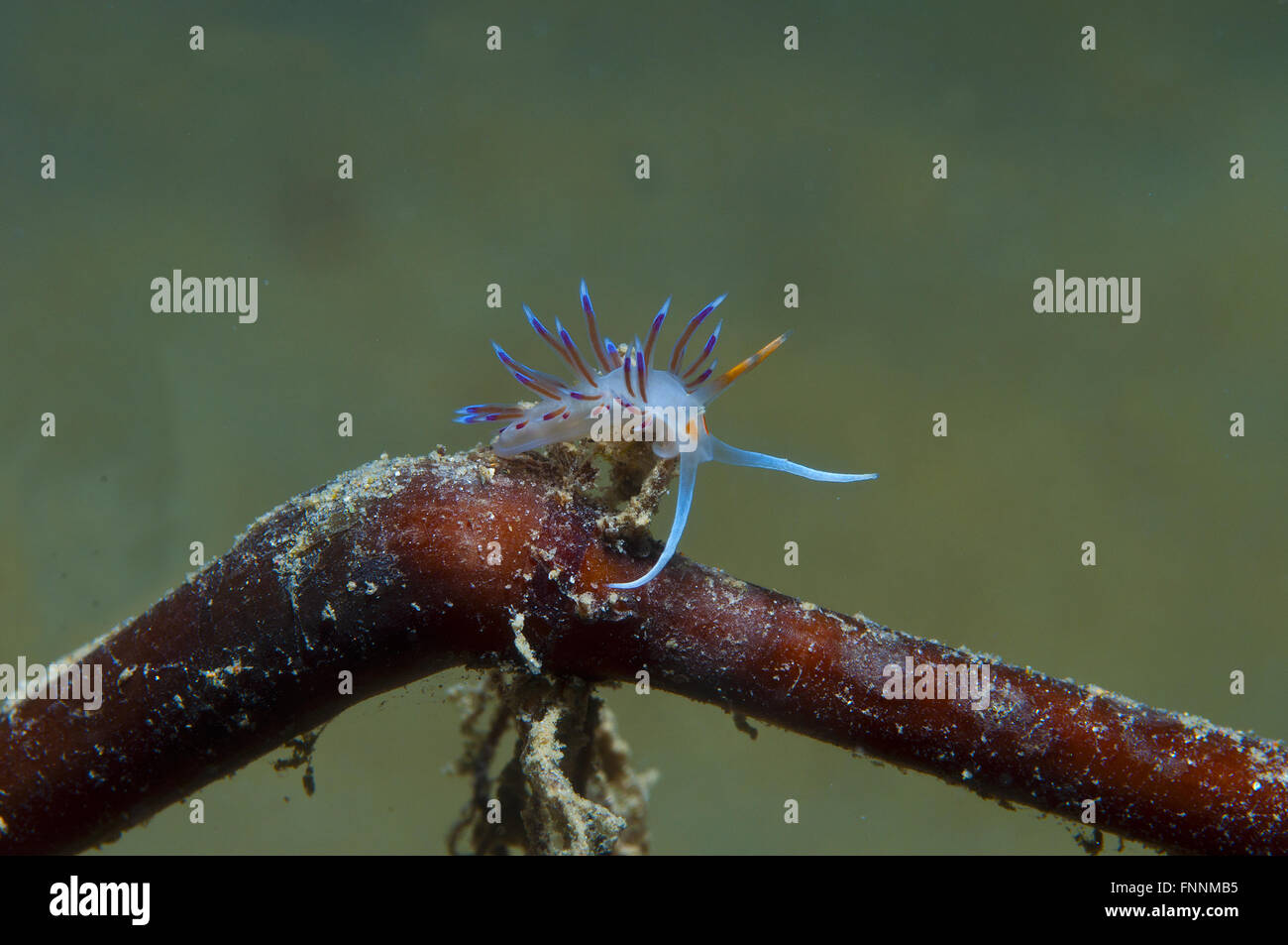 a small purple invertebrate slips on the seabed Stock Photo