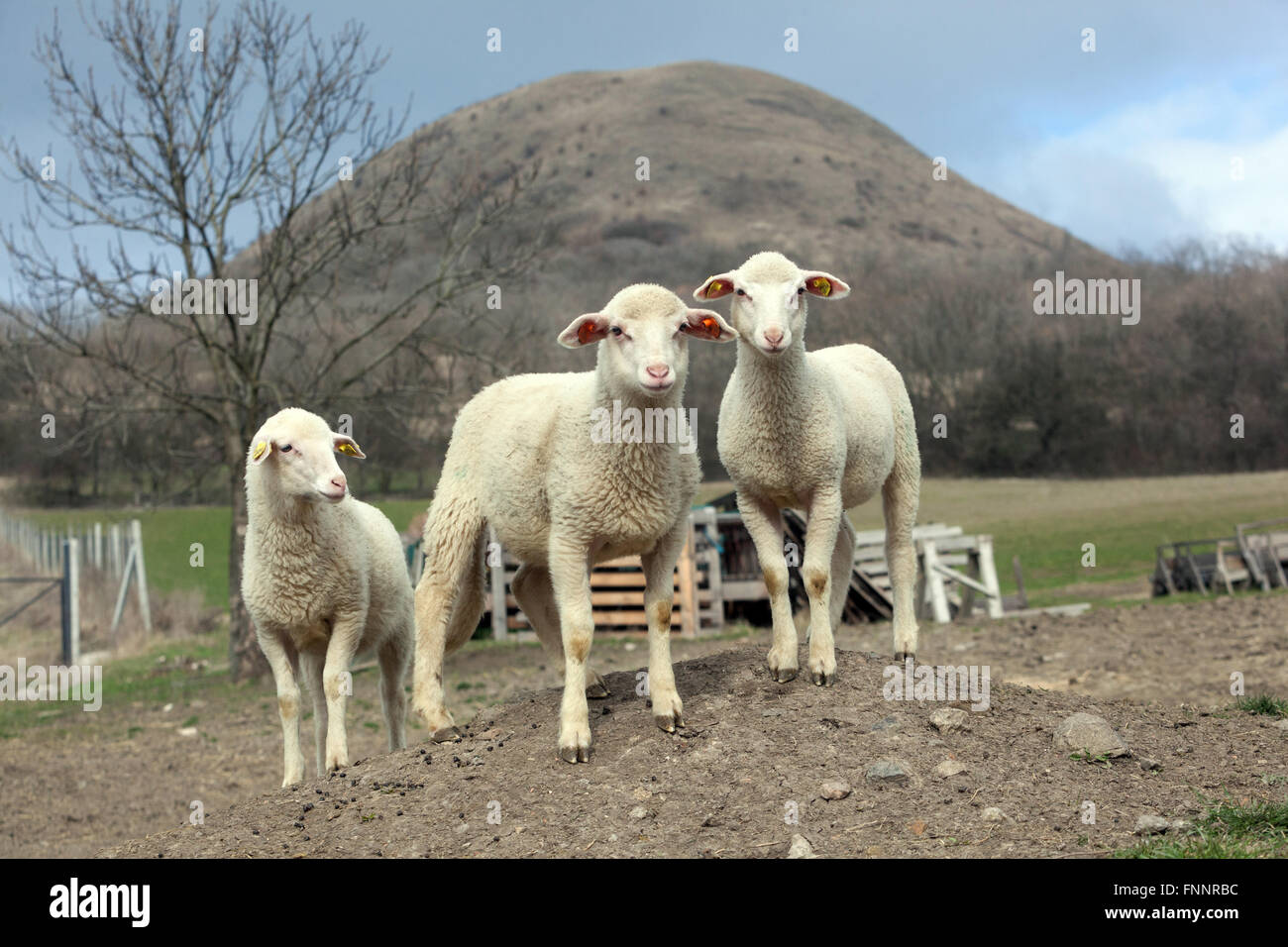 Three sheep lambs, Three lambs on sheep farm Czech Republic, Oblik Hill Ceske Stredohori Mountains landscape Stock Photo
