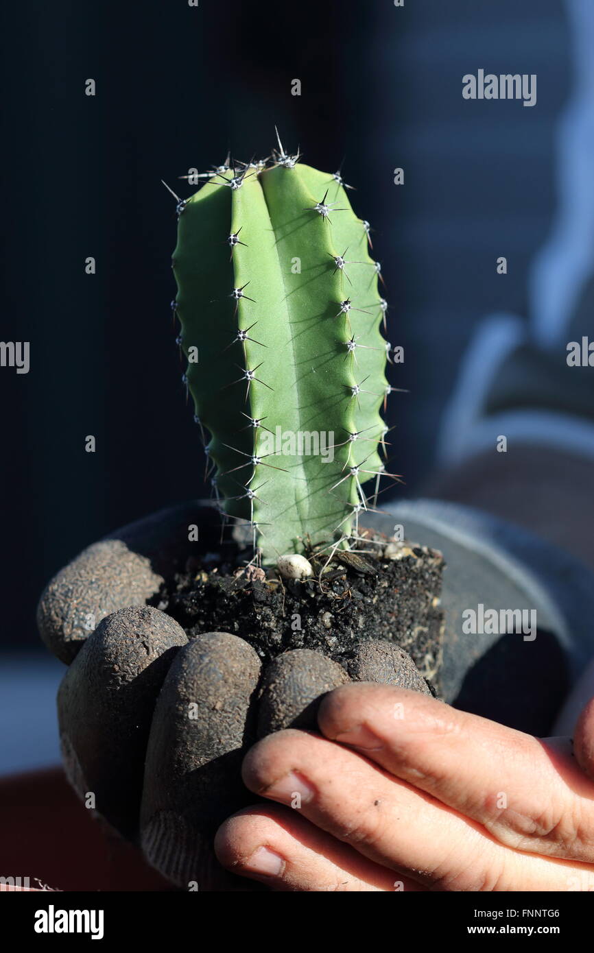Young Atenocereus pruinosus or known as Grey Organ Pipe Cactus Stock Photo