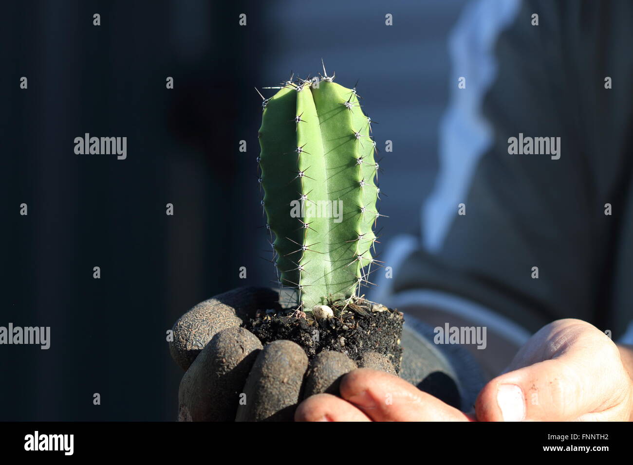 Young Atenocereus pruinosus or known as Grey Organ Pipe Cactus Stock Photo