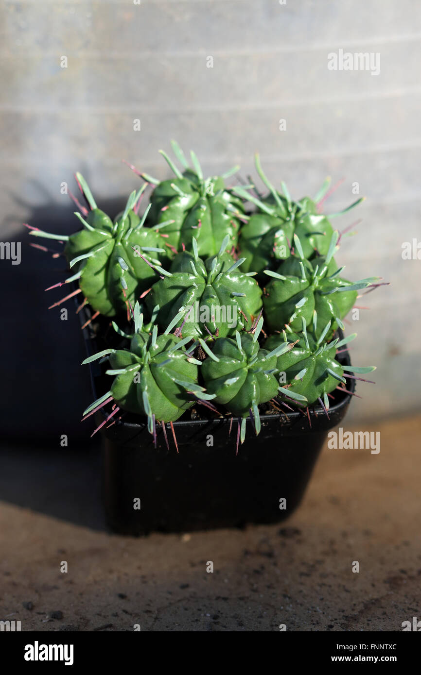 Euphorbia pulvinata or known as Pincushion Euphorbia Stock Photo Alamy