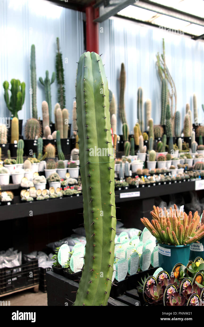 Myrtillocactus cochal or known as Candelabra Cactus Stock Photo