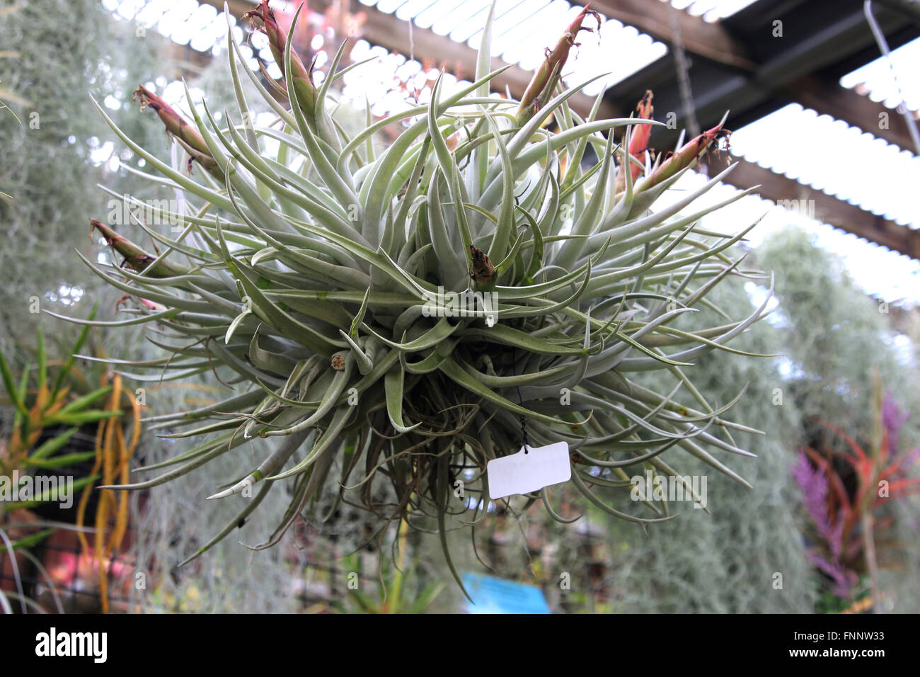 Air plant Tillandsia Stock Photo