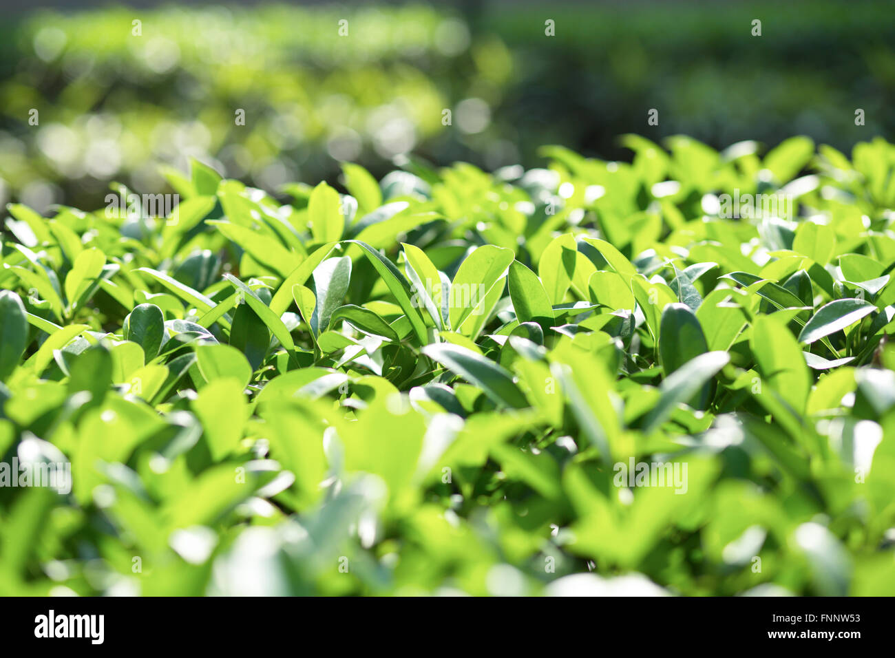 growing leaves Stock Photo