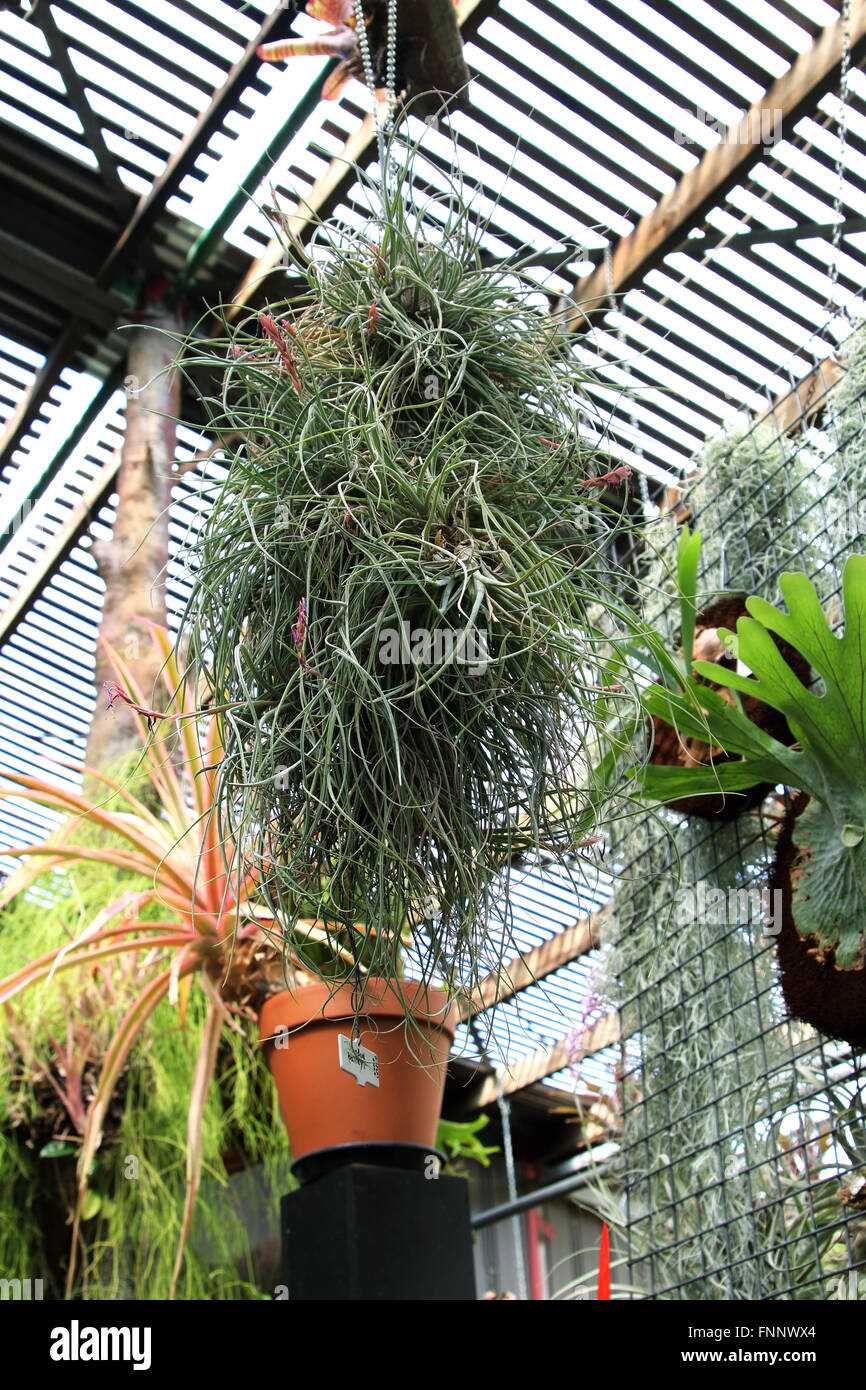 Tillandsia air plant hi-res stock photography and images - Alamy
