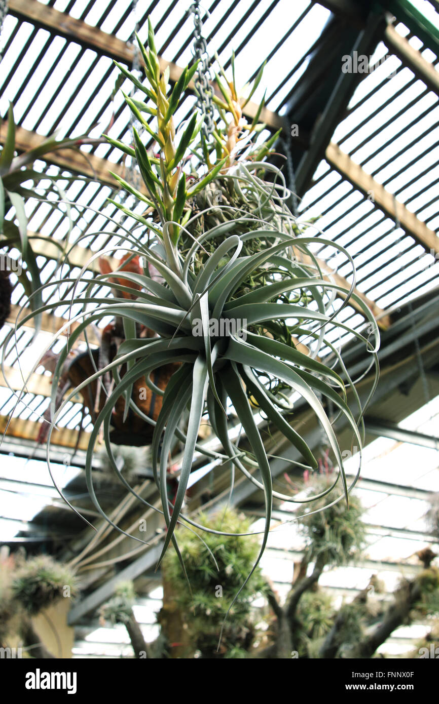 Soil Free Plant High Resolution Stock Photography and Images - Alamy