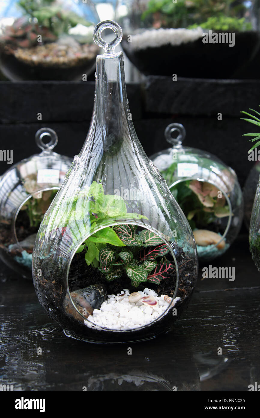 Terrariums with Nerve plants plants inside glass jar Stock Photo
