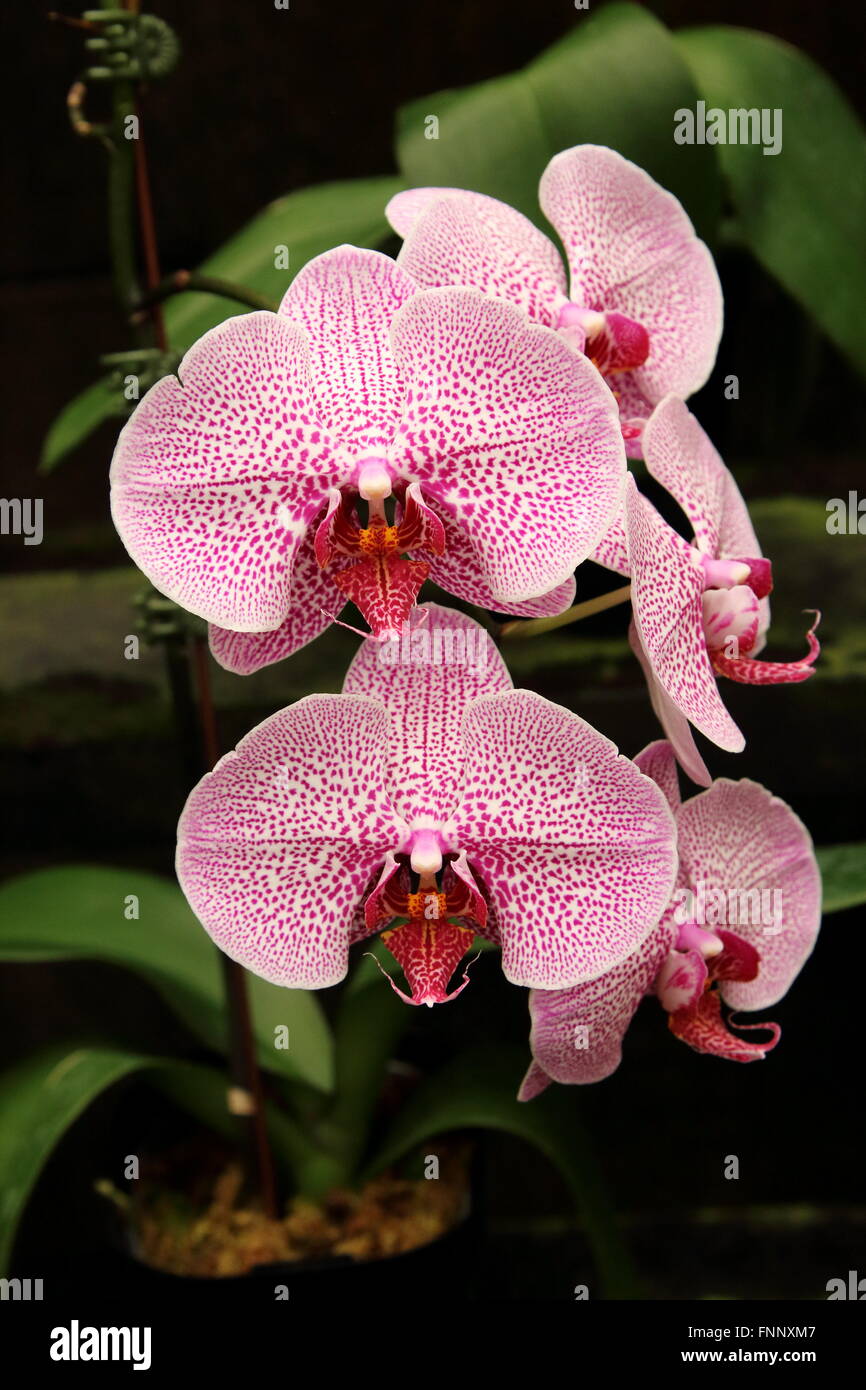 Phalaenopsis orchids or known as Moth orchids Stock Photo
