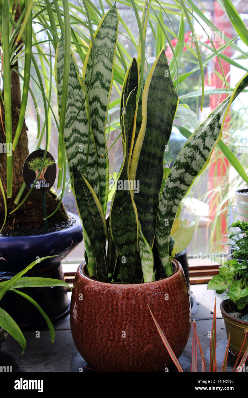 Sansevieria trifasciata or known as Mother in law's tongue Stock Photo