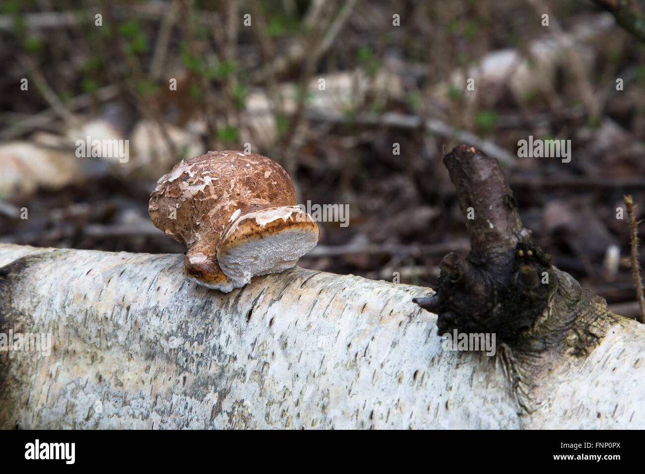 Fungi growing on a fallen Birch tree in woodland around Durham, England