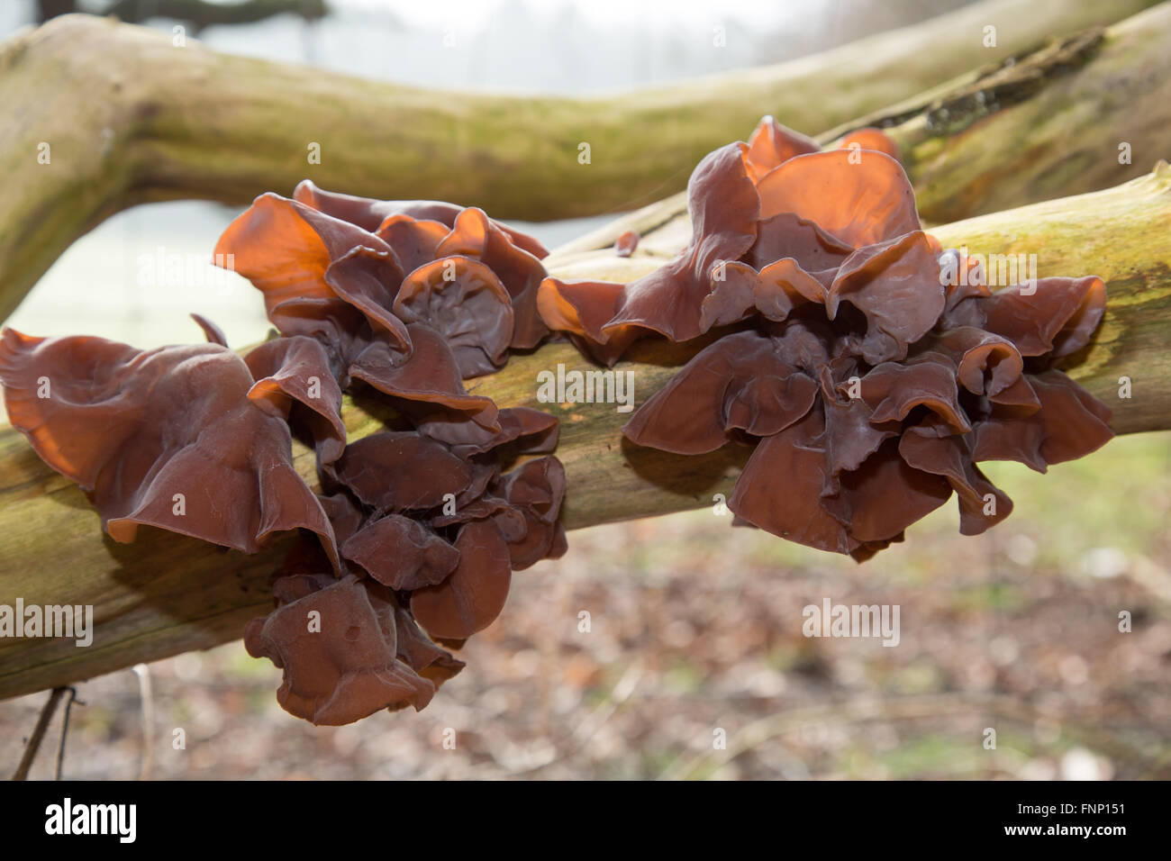 Fungi growing on dead tree branches in woodland around Durham, England