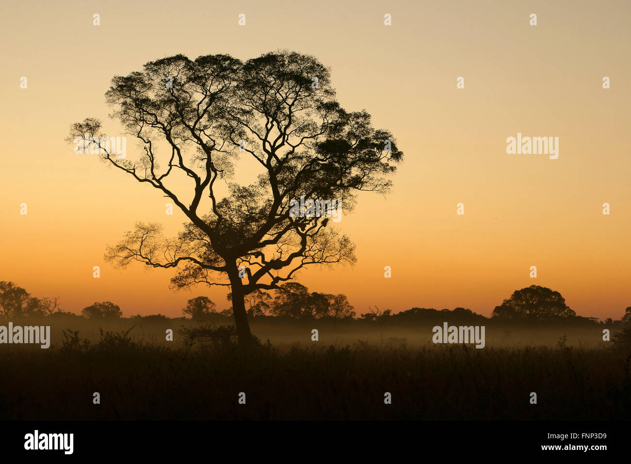 Tree silhouette at sunset, Pantanal, Mato Grosso do Sul, Brazil Stock Photo