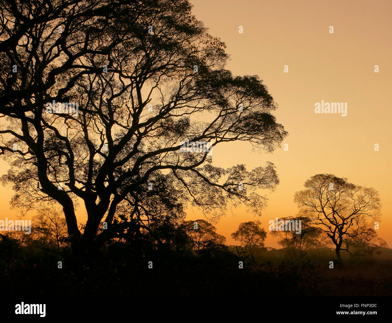 Tree silhouettes at sunset, Pantanal, Mato Grosso do Sul, Brazil Stock Photo