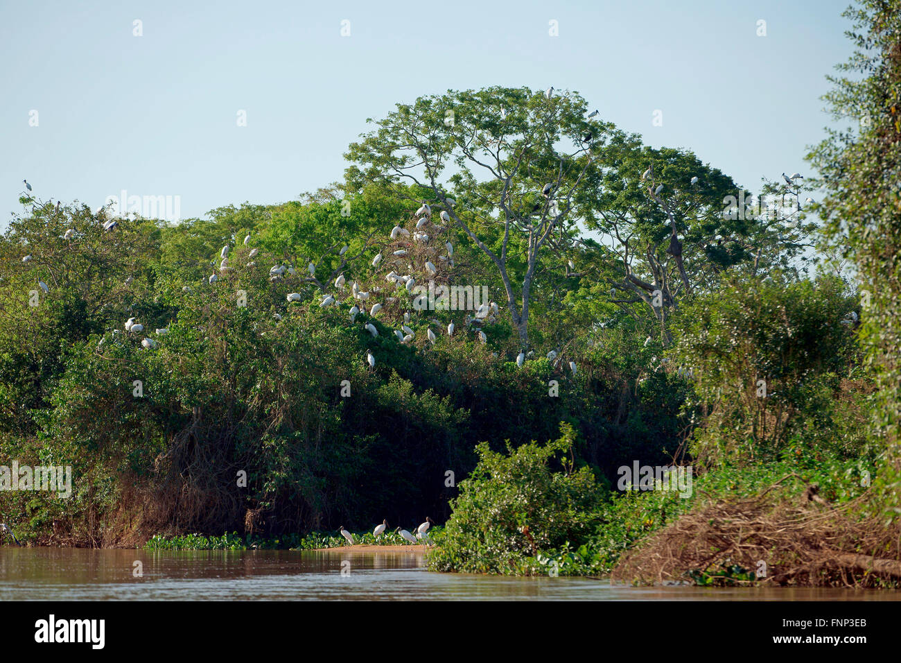 Forest storks (Mycteria americana), colony sitting in tree, Pantanal, Mato Grosso do Sul, Brazil Stock Photo