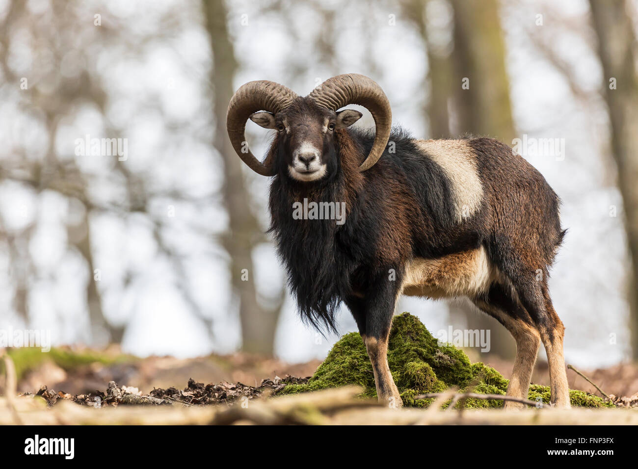 European mouflon (Ovis orientalis musimon), Vulkaneifel, Eifel, Rhineland-Palatinate, Germany Stock Photo