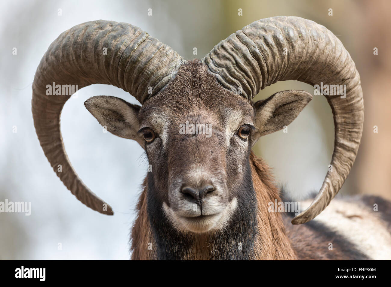 Musimon European mouflon (Ovis orientalis musimon), portrait, Vulkaneifel ...