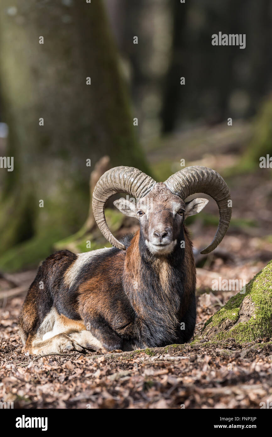 European mouflon (Ovis orientalis musimon), resting, Vulkaneifel, Eifel, Rhineland-Palatinate, Germany Stock Photo