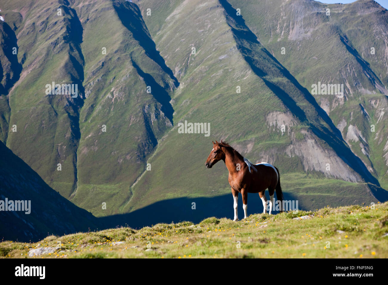 Pinto warmblood in the alps, sorrel pinto, Stubai Alps, North Tyrol, Austria Stock Photo