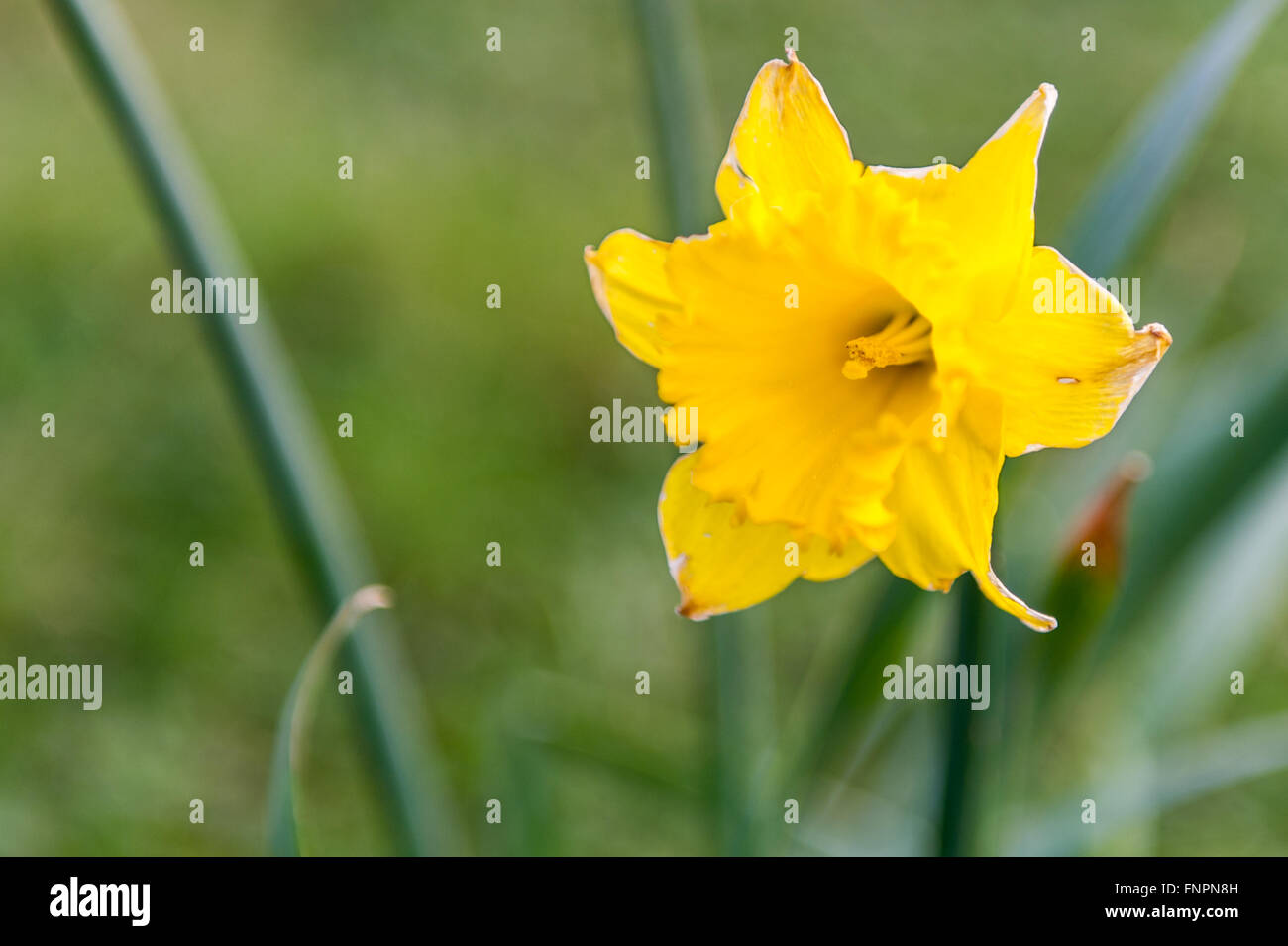 Daffodil with an out of focus/bokeh background with copy space. Stock Photo