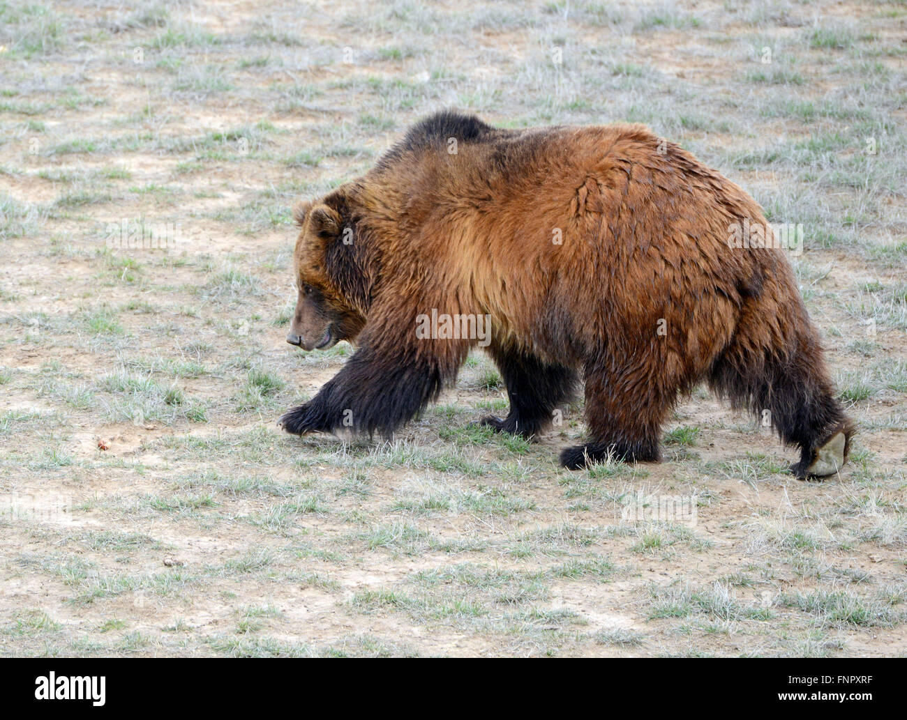 Grizzly Bear in open pasture Stock Photo - Alamy