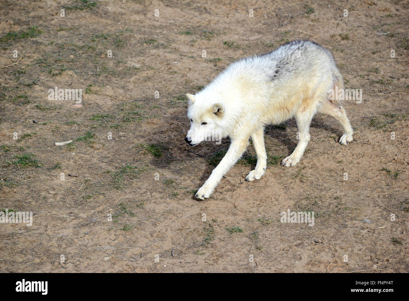 Gray wolf, an endangered species was once common in the U.S., now has a very limited range to a few northern states Stock Photo