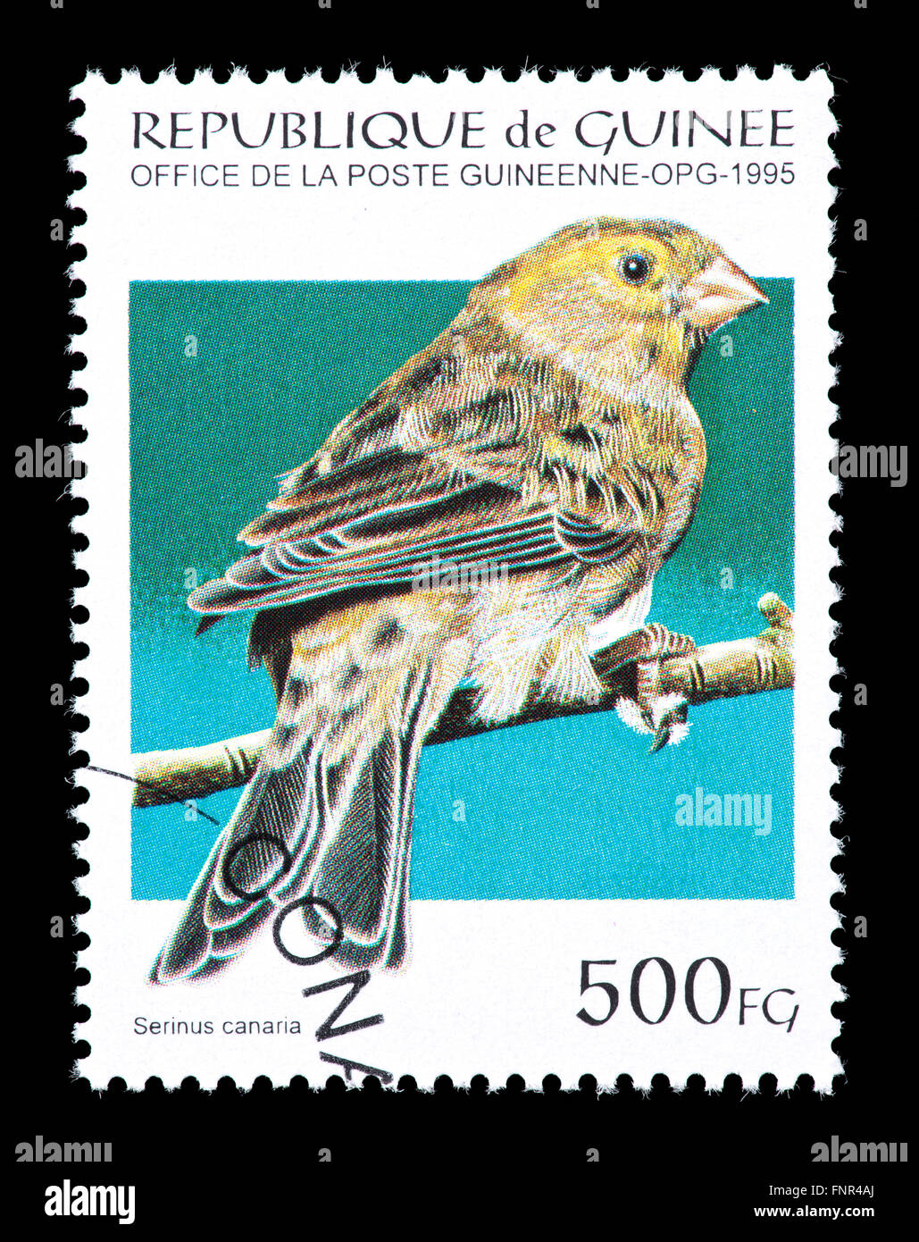 Postage stamp from Guinea depicting  Atlantic canary (Serinus canaria) Stock Photo