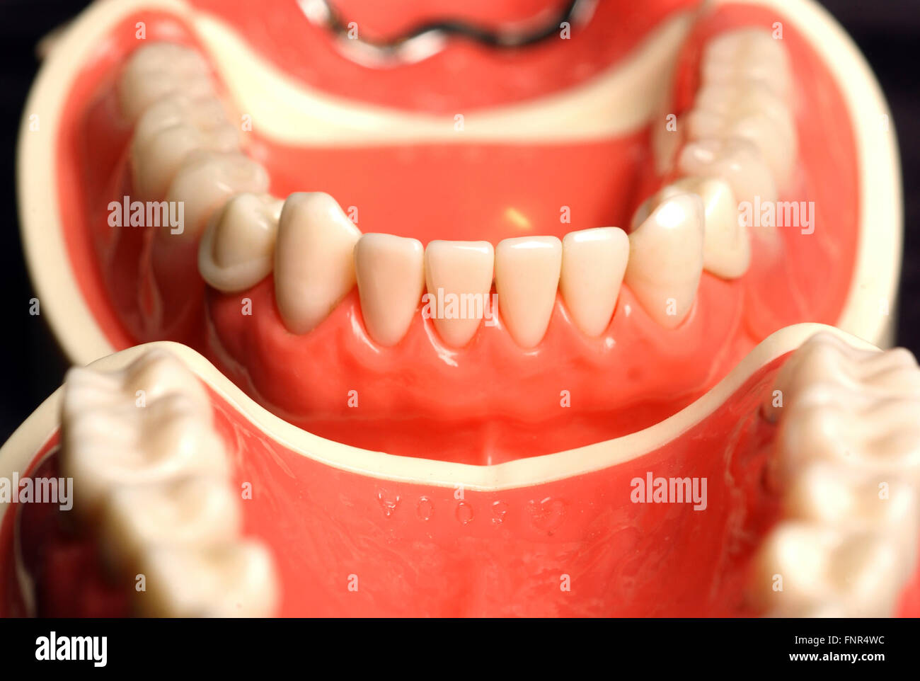 Close up of a set of dentures. Dentures or false teeth made from an