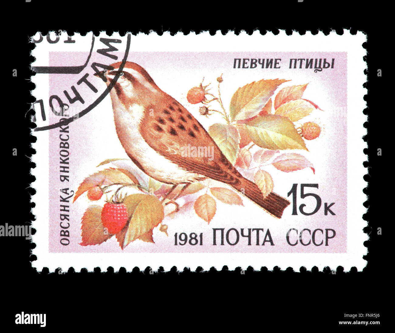 Postage stamp from the Soviet Union depicting a Jankowski's bunting or rufous-backed bunting (Emberiza jankowskii) Stock Photo