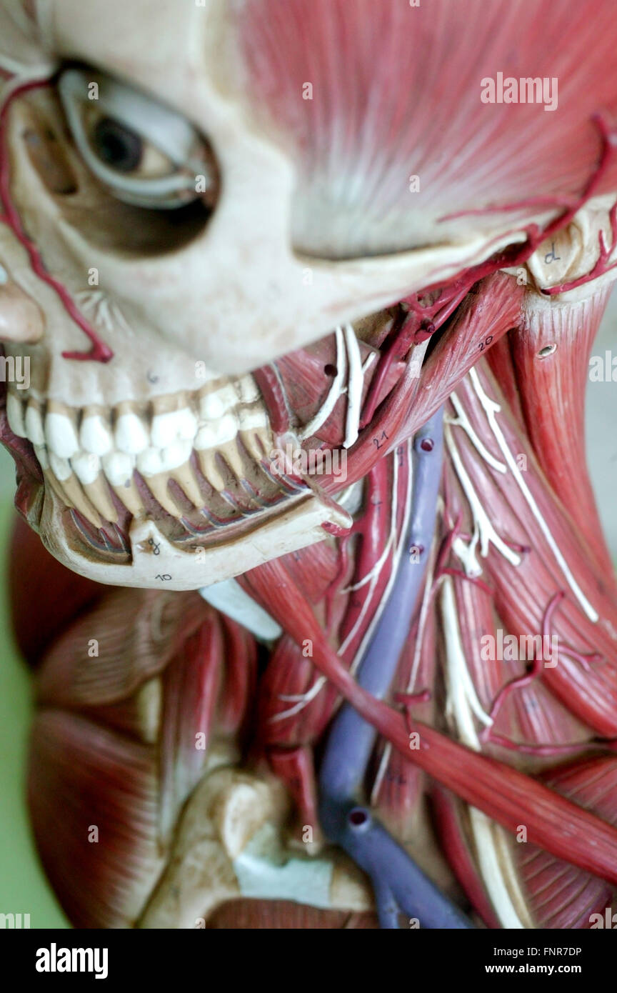 Anatomical model showing the skeletal structure of the face and the musculature of the head and shoulder. Stock Photo