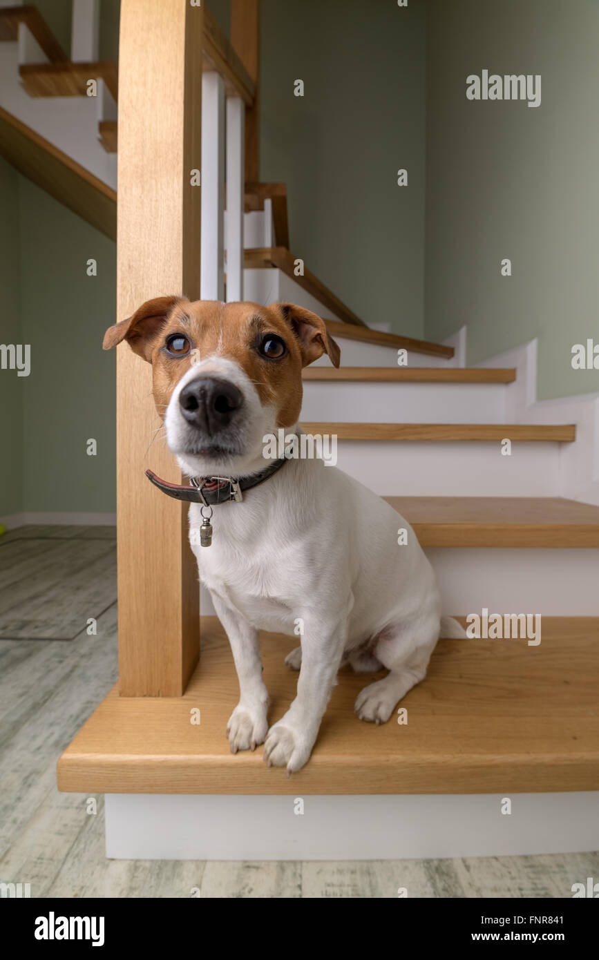 dog on wooden staircase closeup Stock Photo