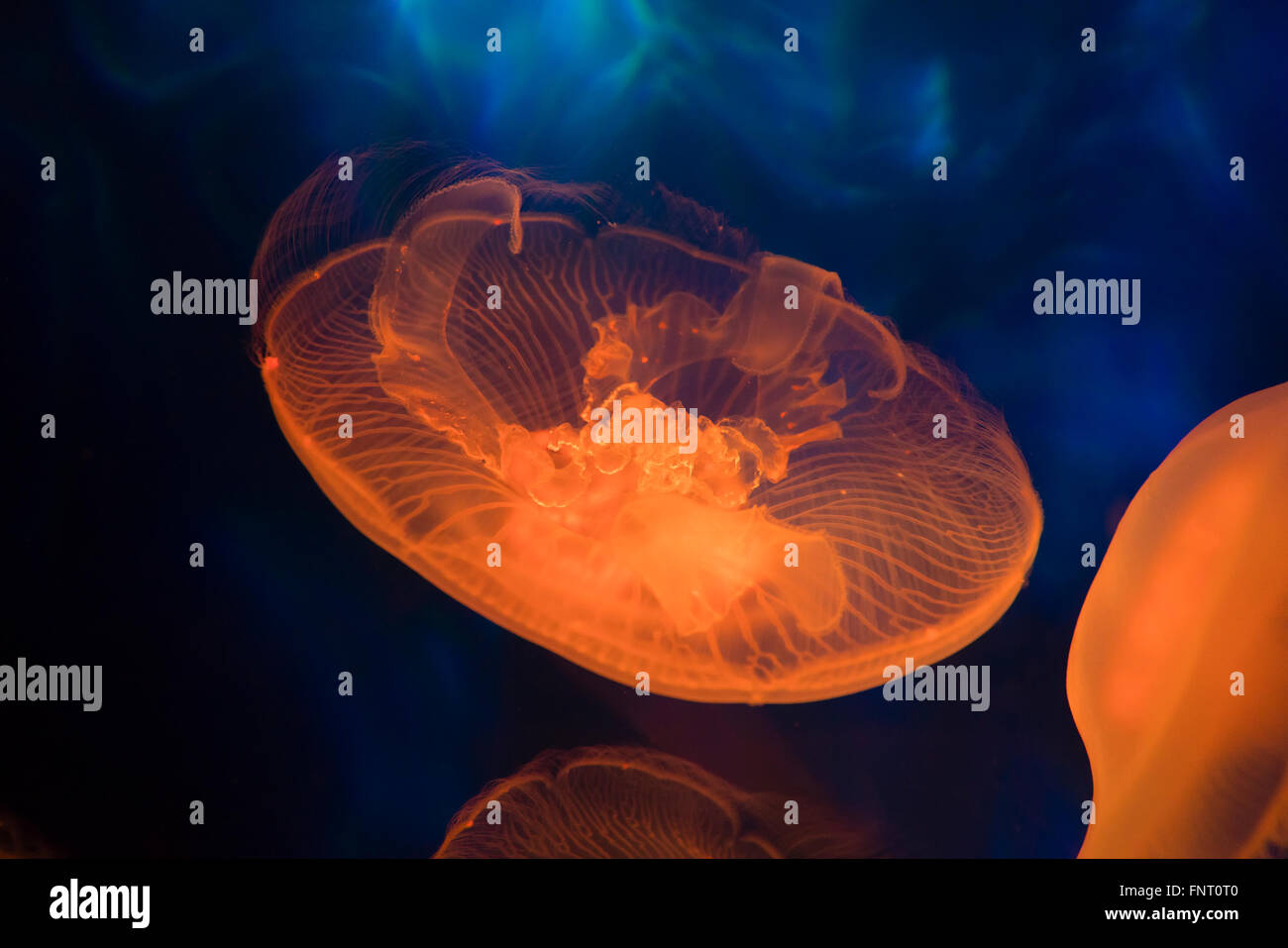 Moon sea jelly Stock Photo