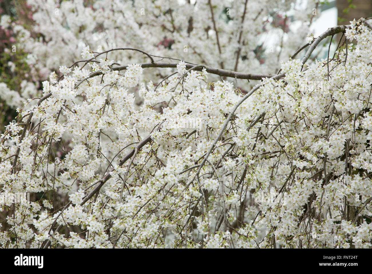 White cherry blossom event in a indoor setting at Gardens by the Bay