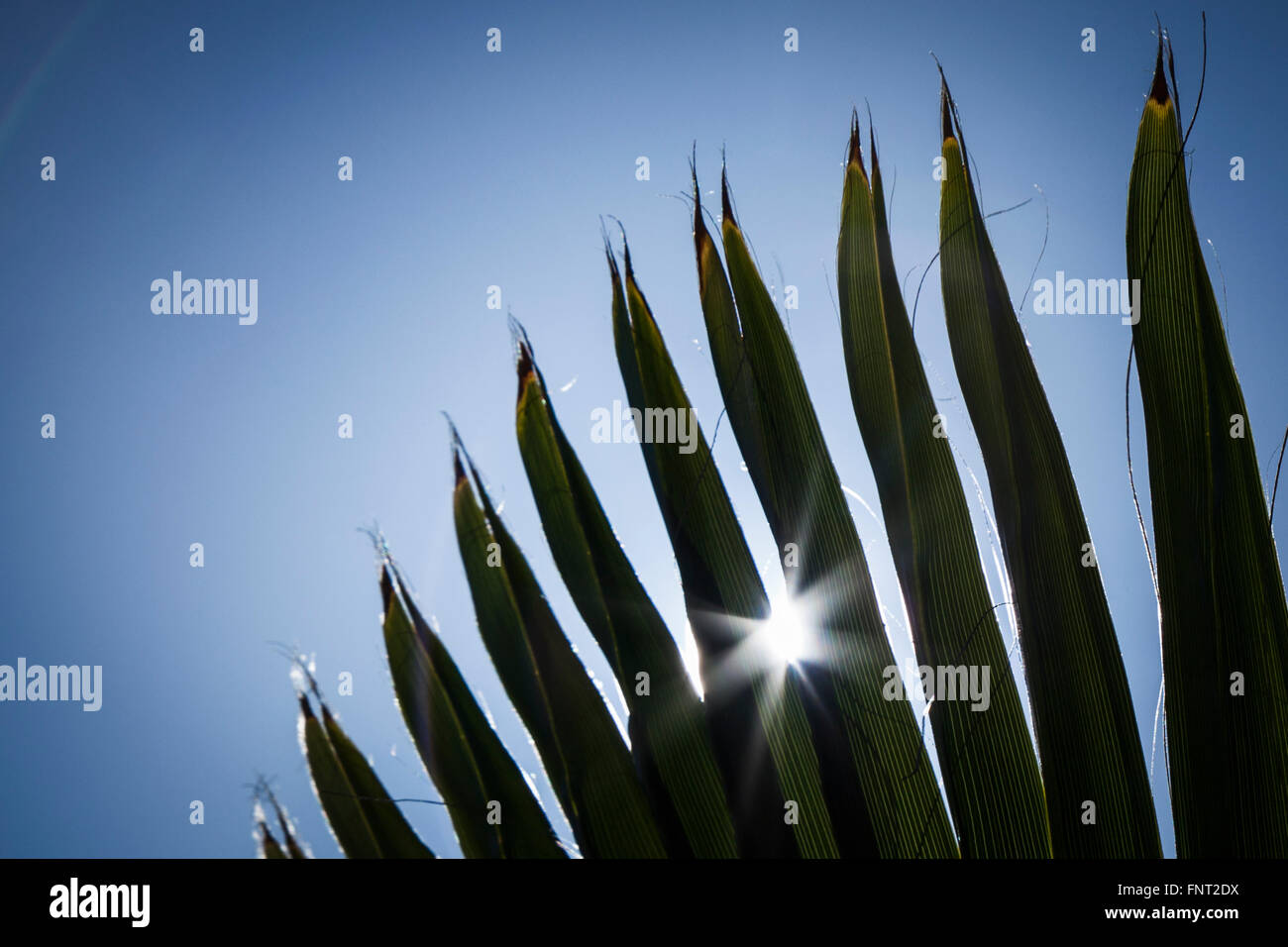 The sun bursts through the pointed fingers of palm fronds against a blue sky. Stock Photo