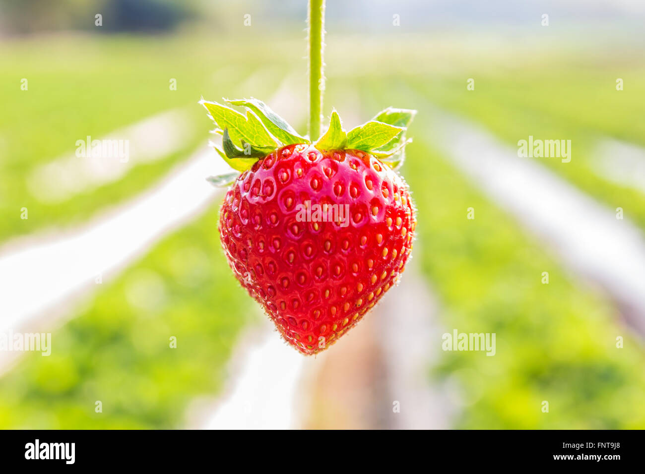 Close up shot strawberry with planting strawberry background Stock ...