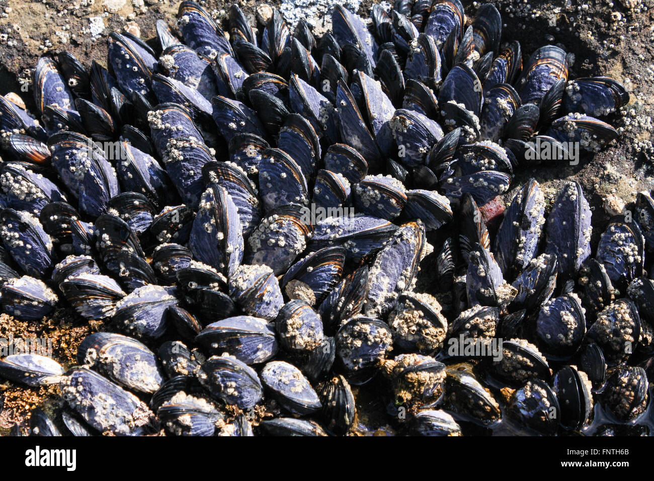 Blue Mussels, Juan de Fuca, Vancovuer Island, British Columbia, Canada Stock Photo