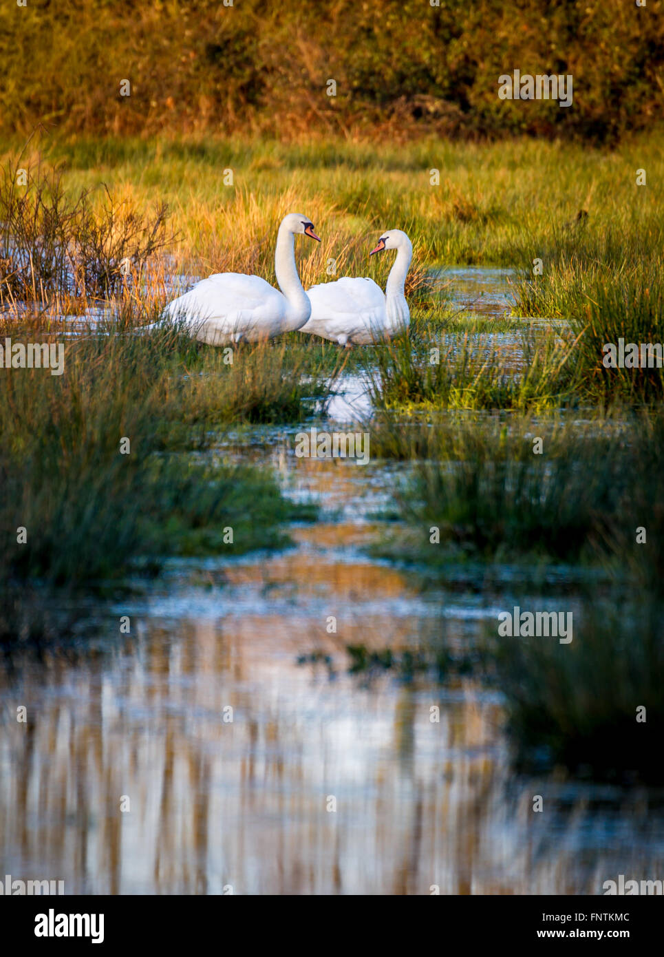 2 swans in winter morning sun Stock Photo