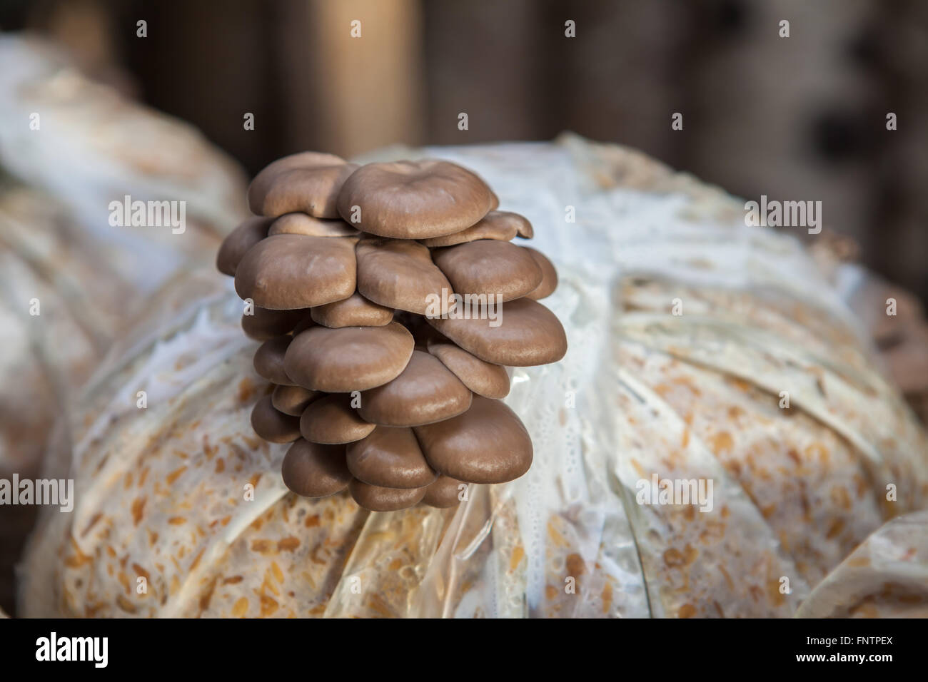 oyster mushrooms grow on a mushroom farm Stock Photo