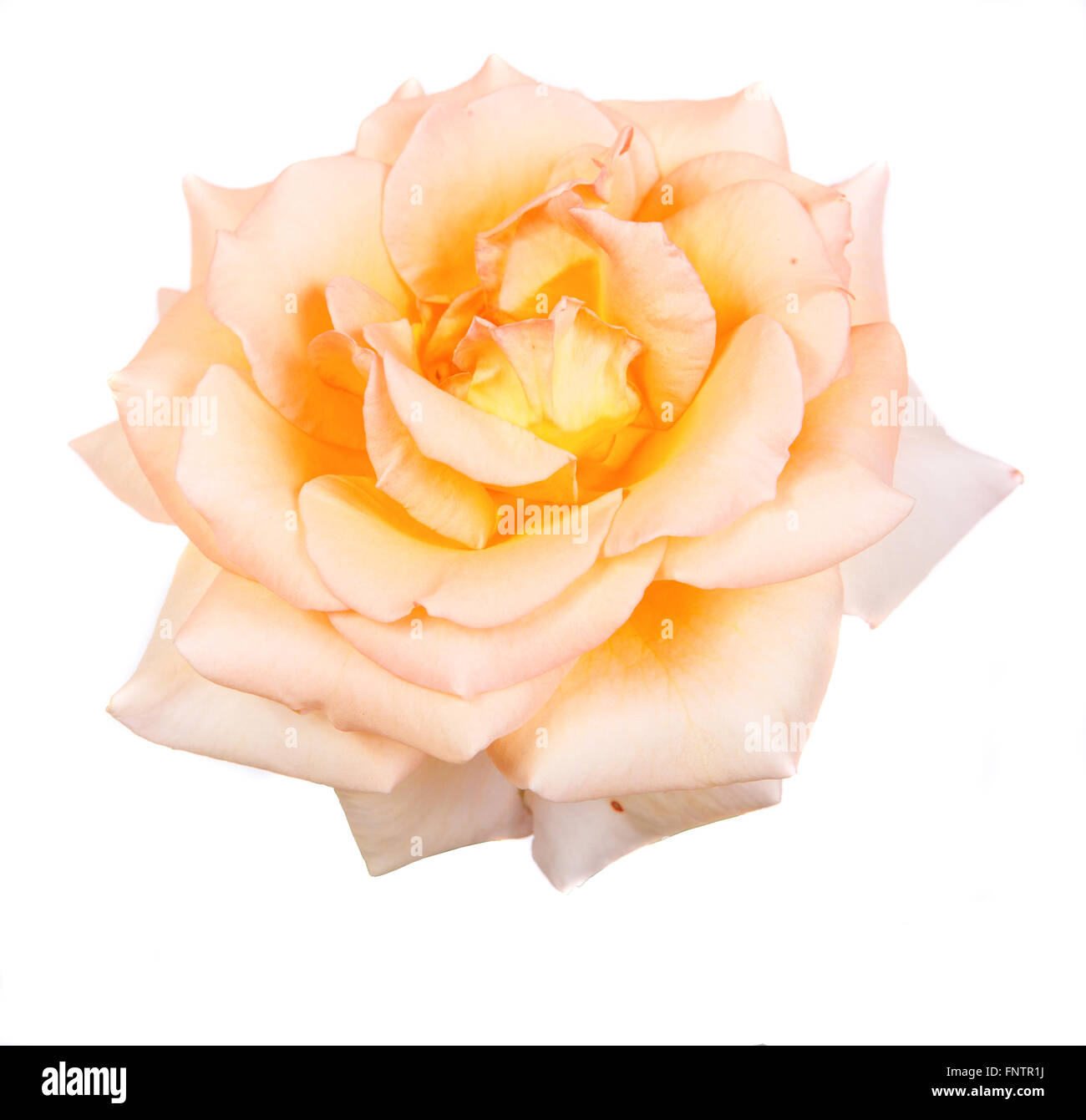 flower tea rose isolated on white background Stock Photo - Alamy