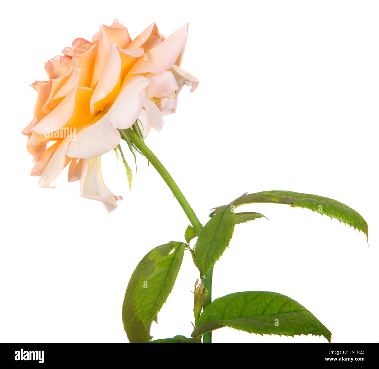 flower tea rose isolated on white background Stock Photo - Alamy