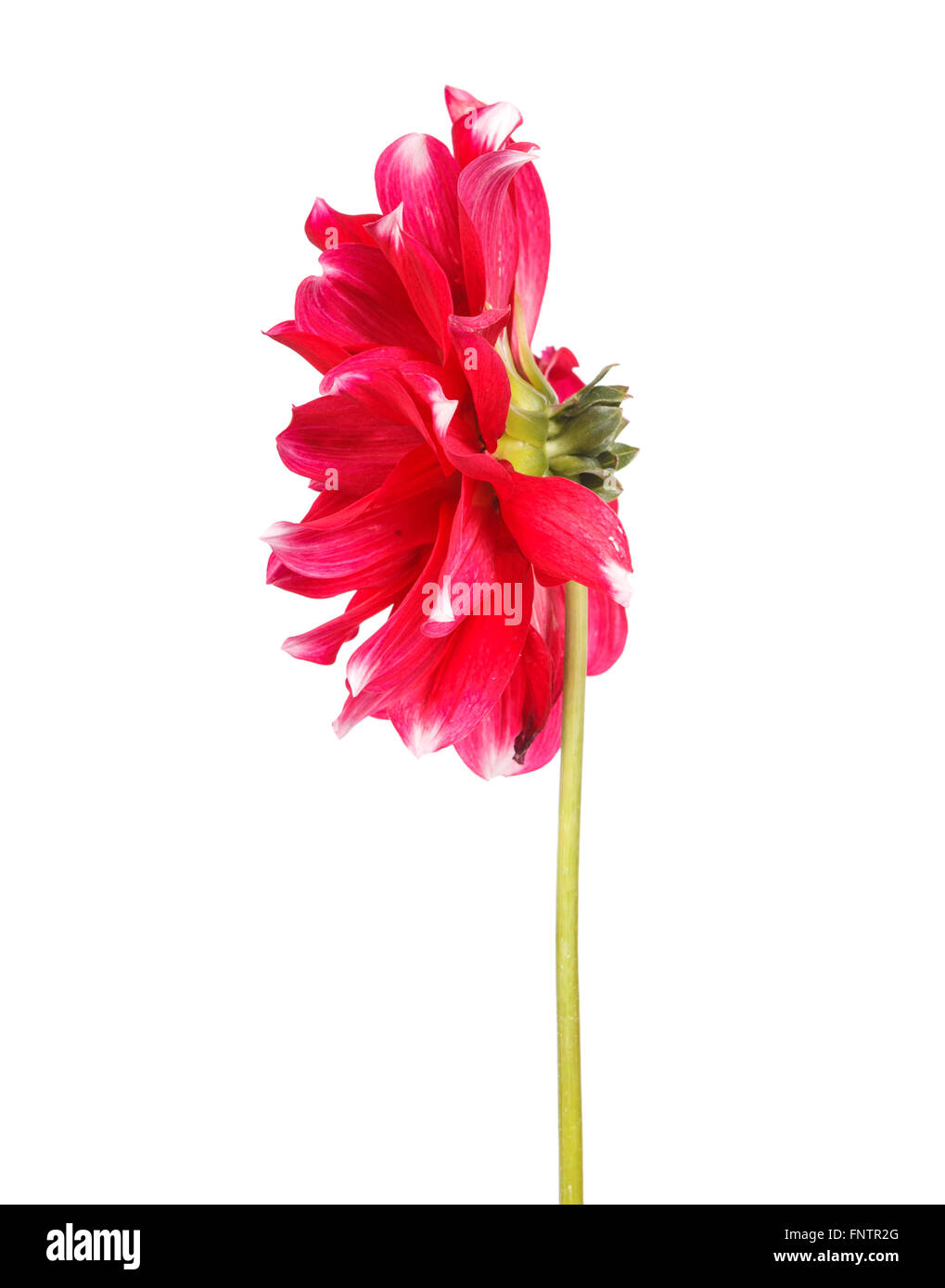 dahlia flower isolated on white background Stock Photo - Alamy