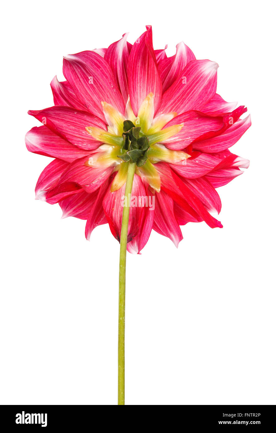 dahlia flower isolated on white background Stock Photo - Alamy