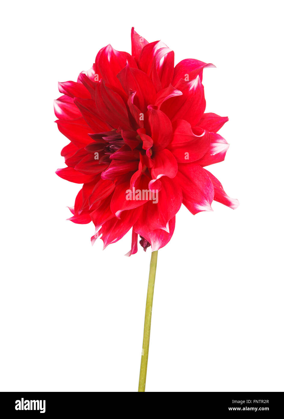 dahlia flower isolated on white background Stock Photo - Alamy