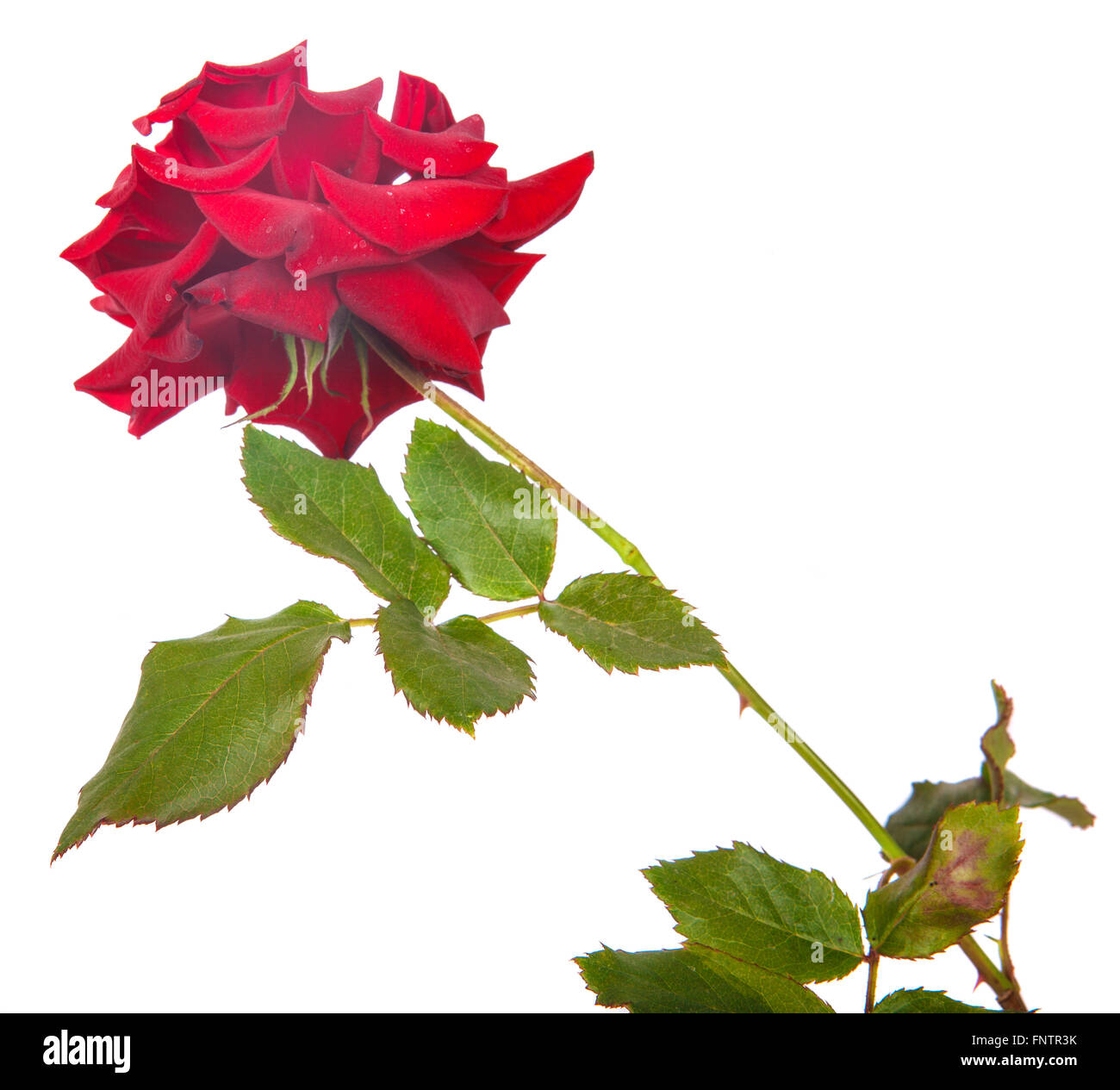 rose flower isolated on white background Stock Photo - Alamy