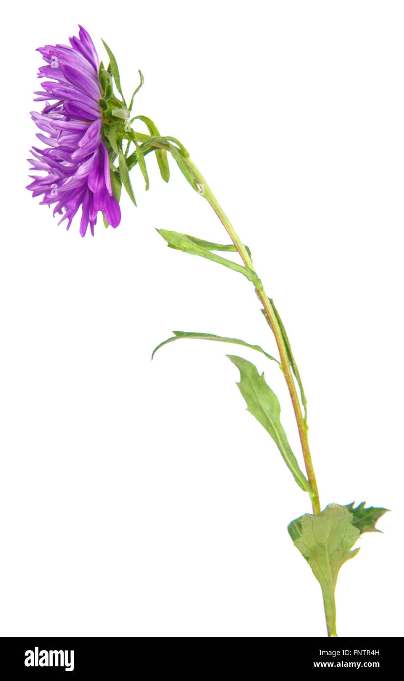 asters flower isolated on white background Stock Photo